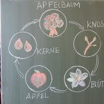 Der Apfel_06